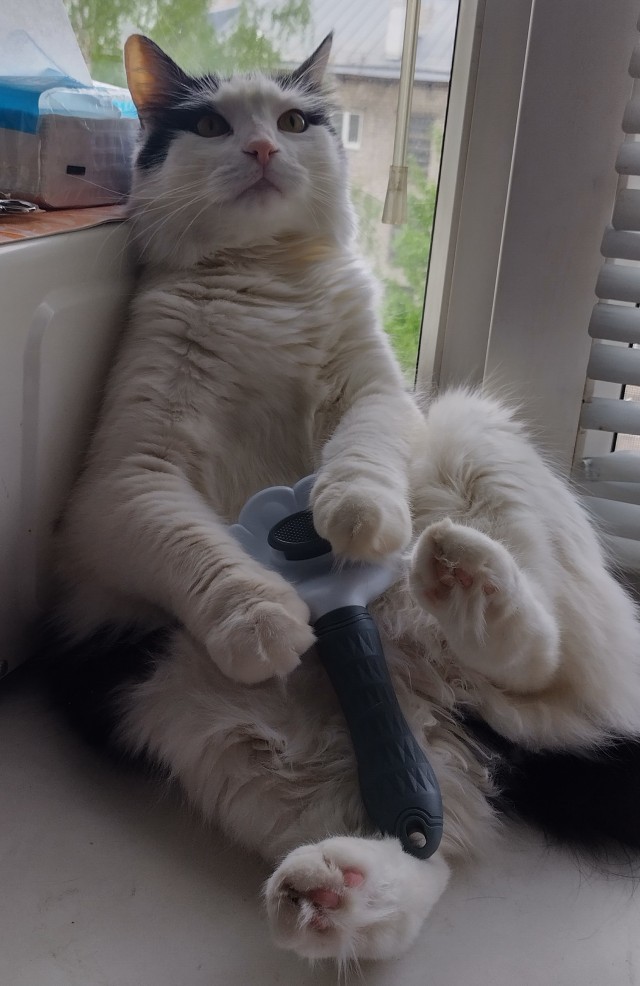 Котэ