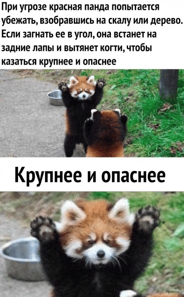 Даже файрфокс подкачался к лету!