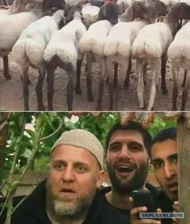 Да нормальная у нее опа