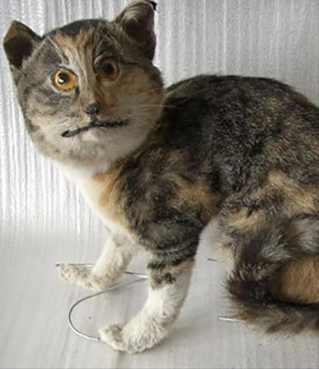 Картинка для кота