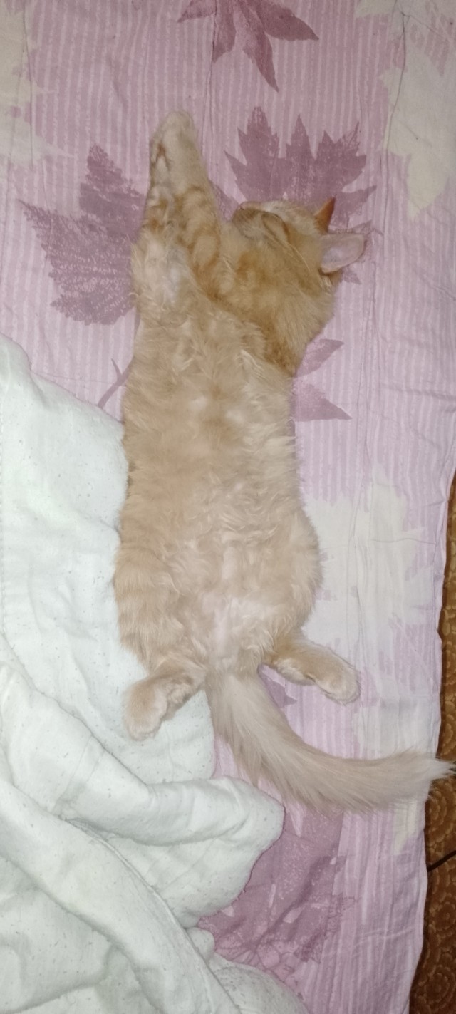 В котовторник привет от Кекса!