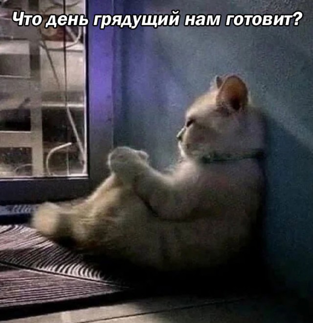 К котовторнику: подборка картинок-баянов с котиками и про котиков. Выпуск 22