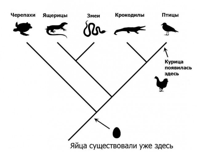 Почему одни куриные яйца белые, а другие коричневые?