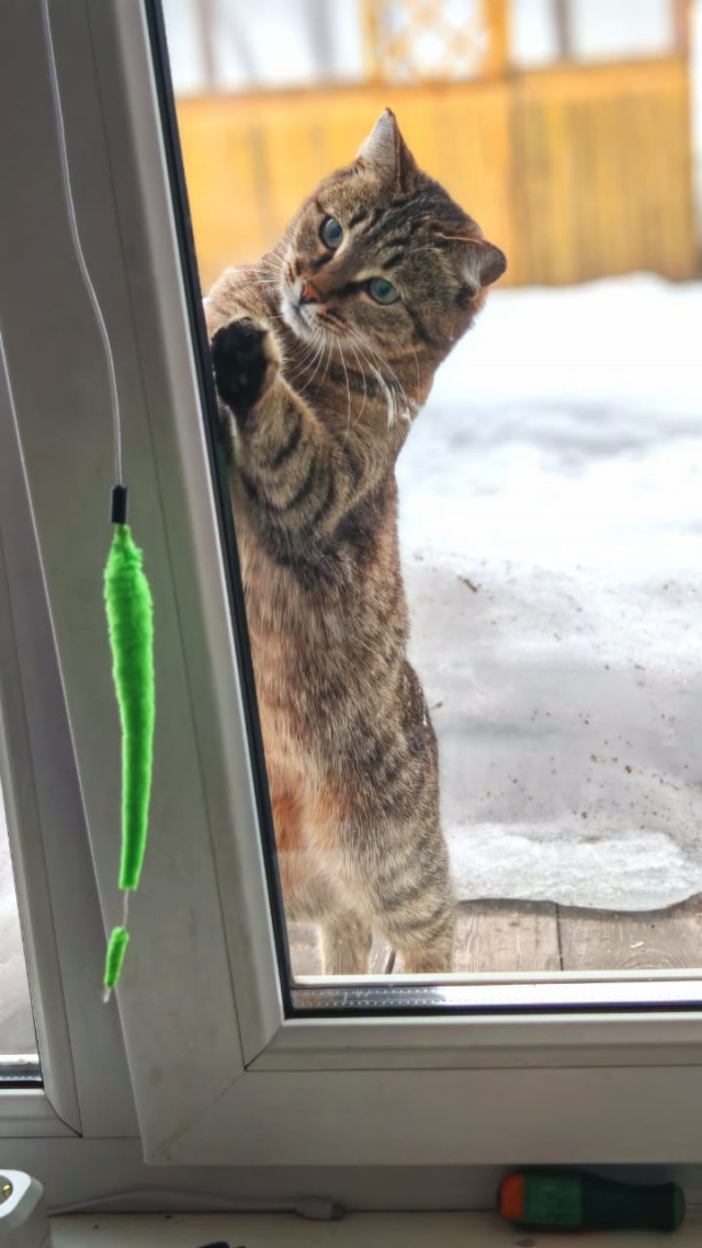 Котовторник же!