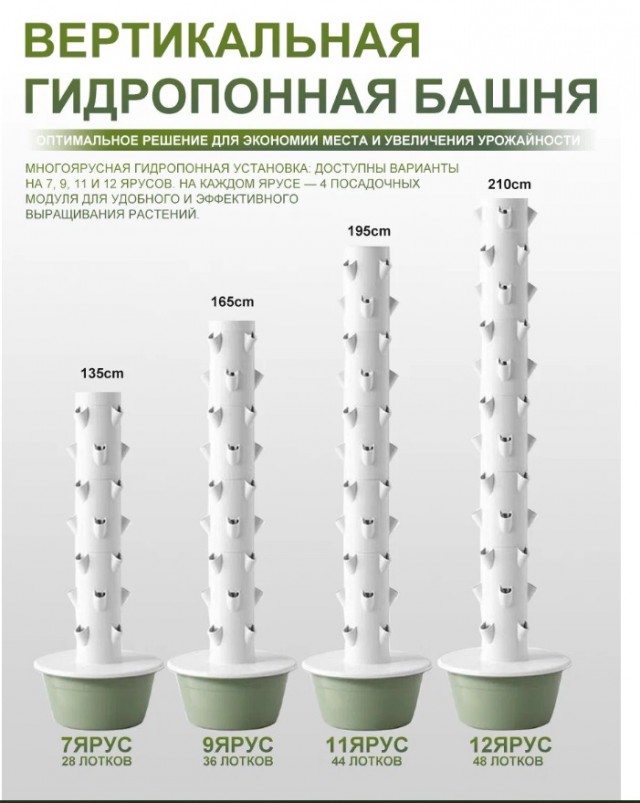 Капуста
