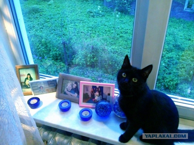 Коты и время