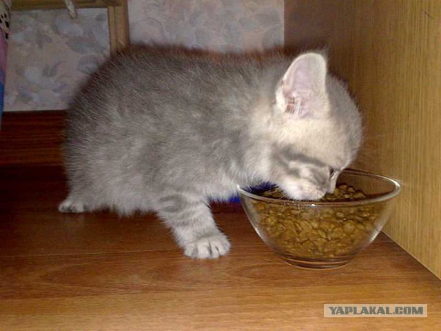 котята