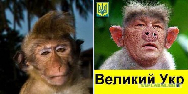Что же теперь скажет пятая колонна?