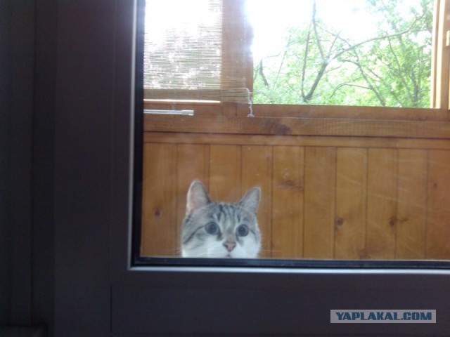Тайские кошки