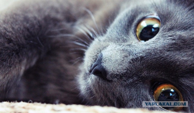 Котовторник 01.07.2014