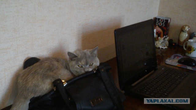 Котовторник 15.07.2014.