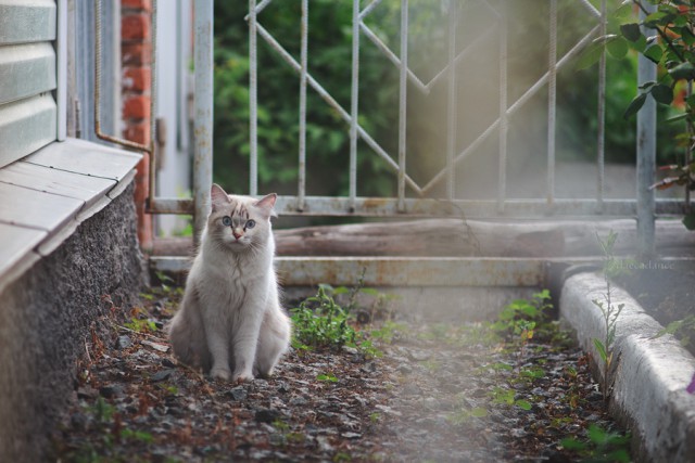 Котовторник 22.07.14