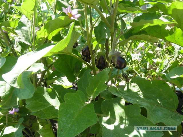 Чем мы бесим Америку и страдальцев по фуагра,