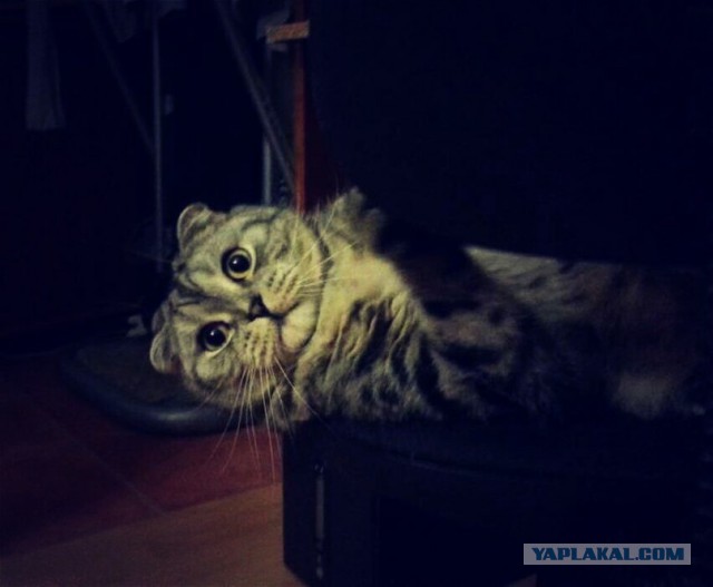 Котовторник 19.08.2014