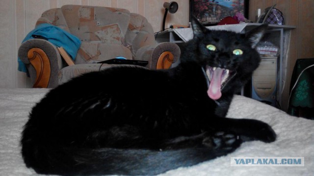 Котовторник 26.08.14.