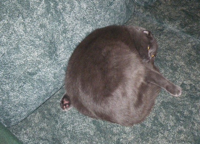 Котовторник 30.09.2014