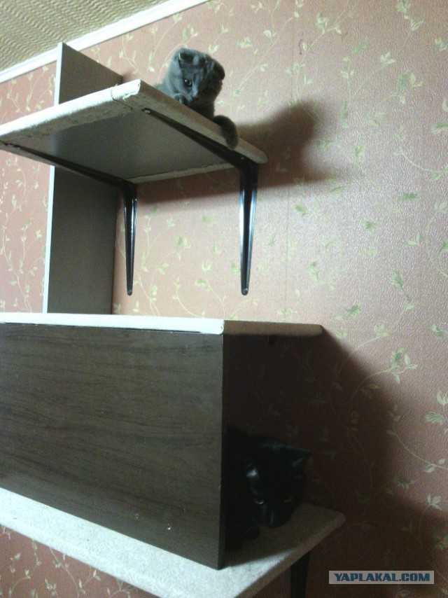 Кошкин Дом