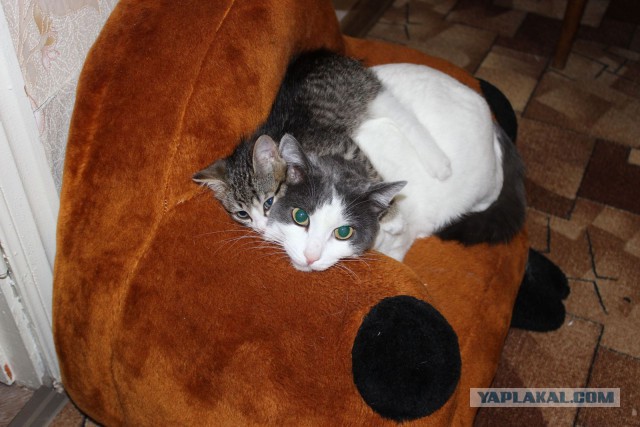 Котовторник 04.11.2014