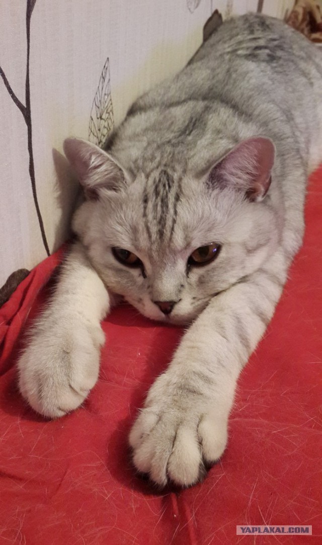 Сторожевой кот