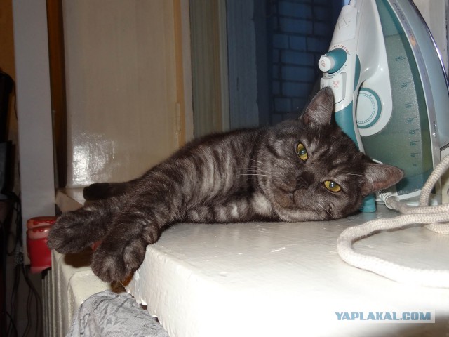 Котовторник