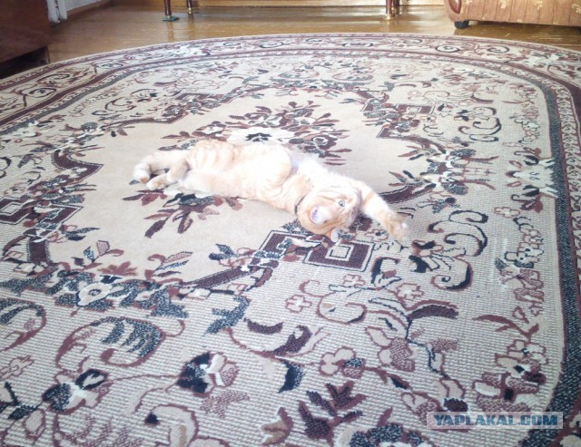 Котовторник 24.03.2015