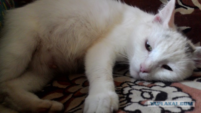 Котовторник  21.07.2015