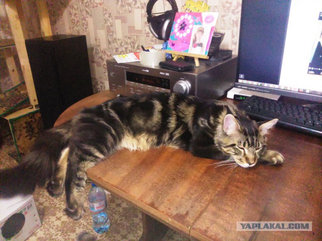 Котовторник