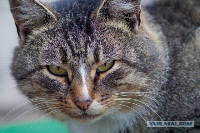 Выборка фотогеничных котэнов