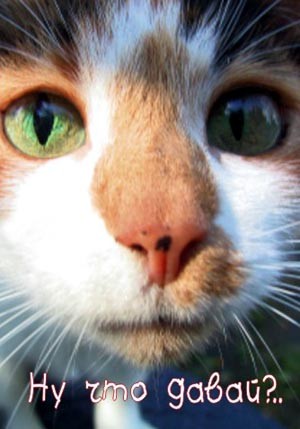 Кошаки из открыток