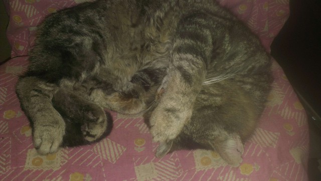 Мой пошел гулять