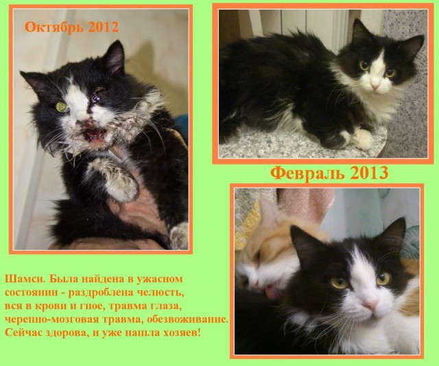 К котовторнику) До и после