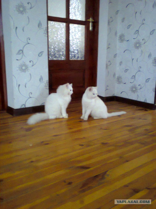 Котовтоник 29.11.2016.