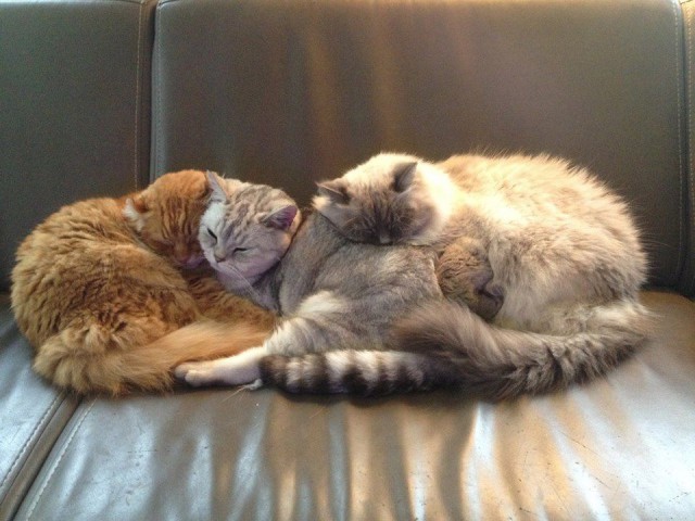 Коты из сети