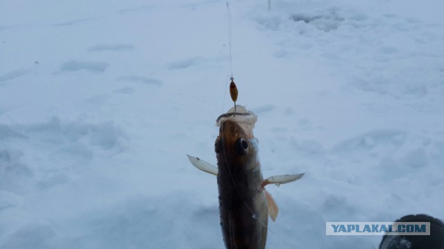 Ловля берша на Каме