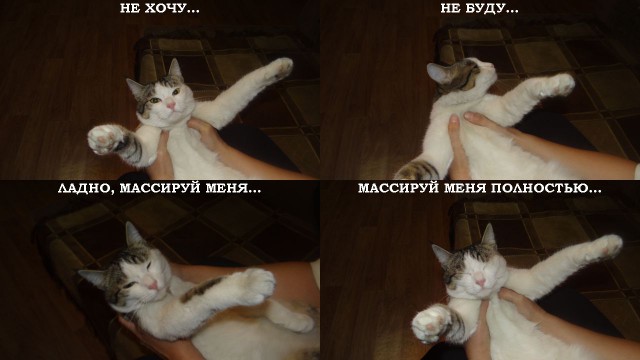 Котовторник 28.03.2017