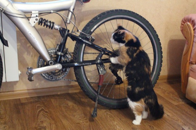 Коты и Кошки