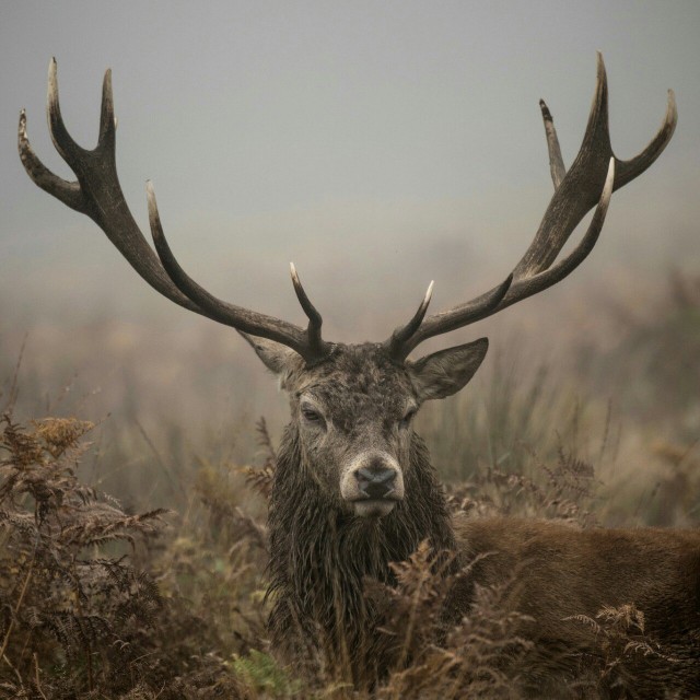 Deer and grey