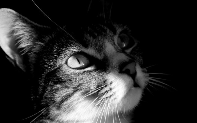 Коты и Кошки