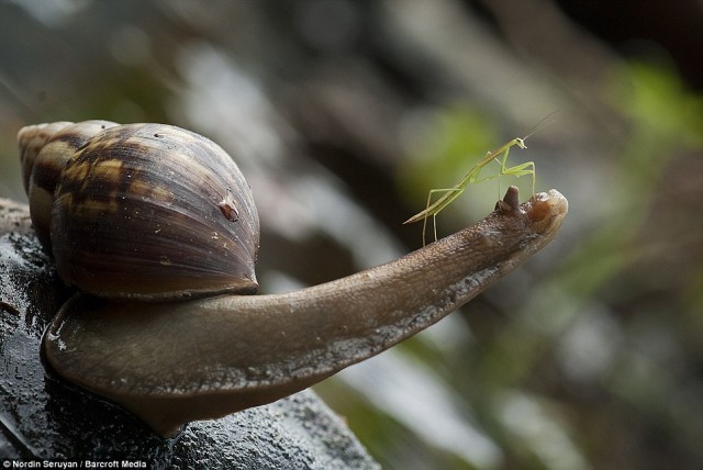 Верхом на улитке