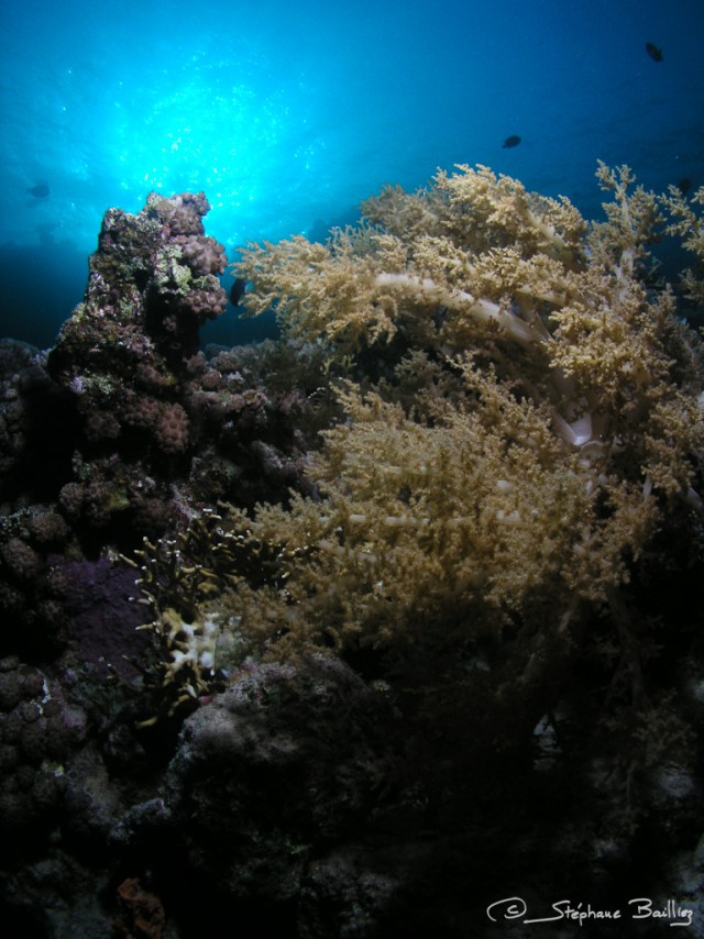 Голубая дыра (Great Blue Hole)