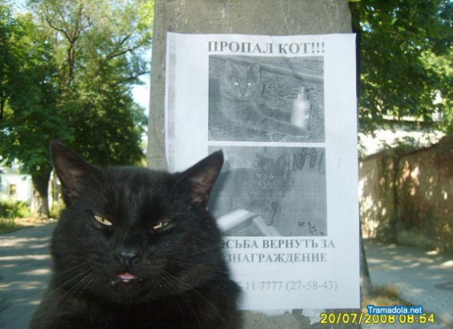 Коты и Кошки