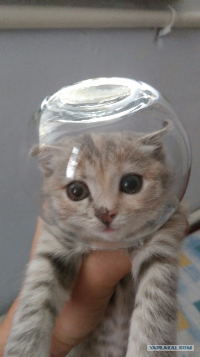 Аквариумный кот