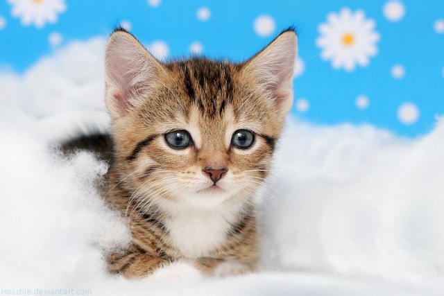 Коты и Кошки
