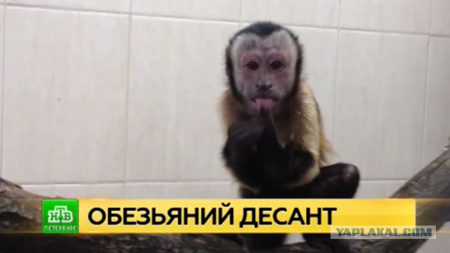 Драка в Бургер Кинг