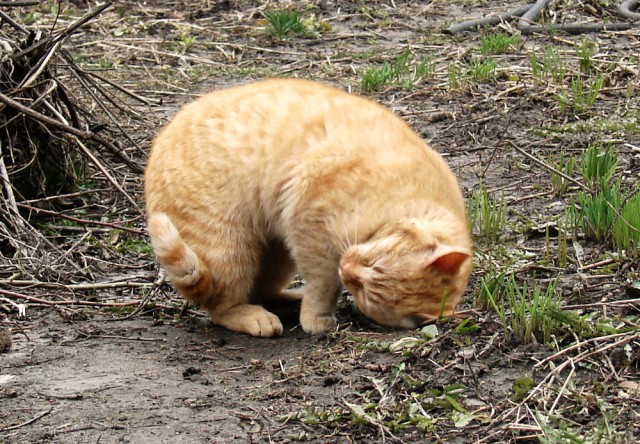 Коты застигнутые врасплох