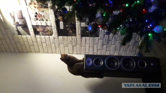 Кот без прикрас