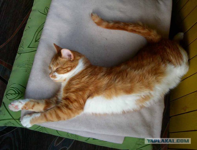 Котовторник 29.5.18