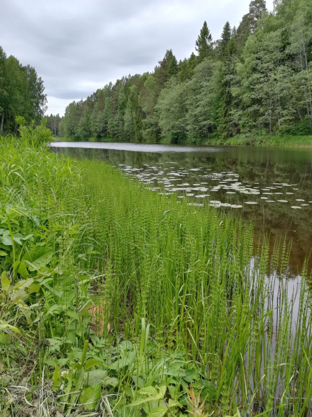 Котовторник 19.06.2018