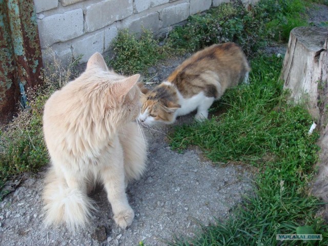 Котовторник на ЯПлакалъ (10.06.08), прикольные коты, добавляем свои!