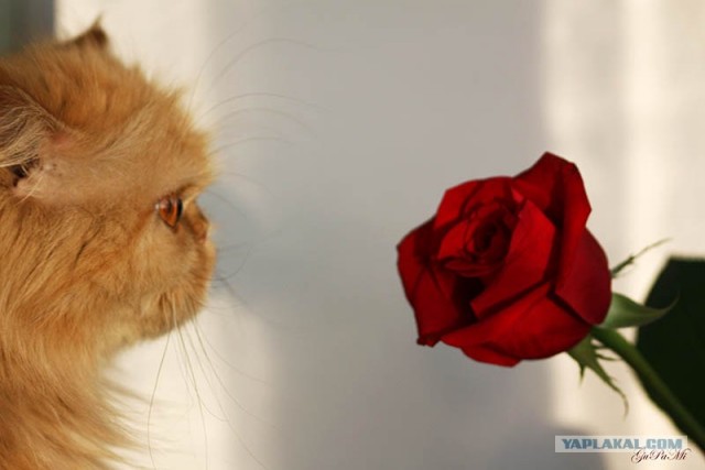 Котовторник  на  ЯПлакалъ